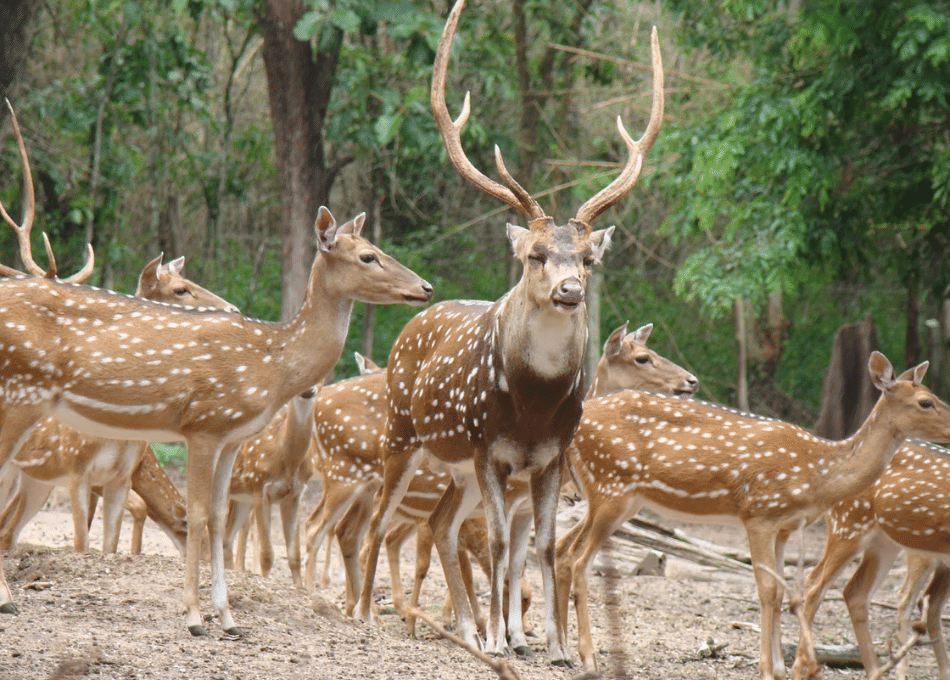 play with deer in bangalore